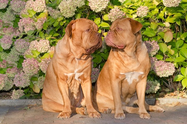 Dwie suczki rasy Dog de Bordeaux
