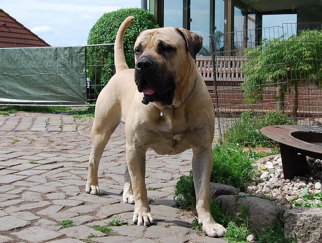 rasy psów agresywnych dog kanaryjski