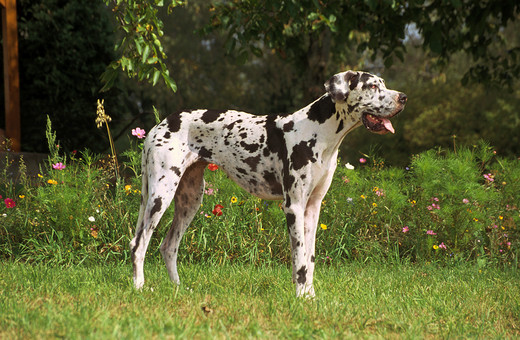 dog niemiecki o umaszczeniu arlekin