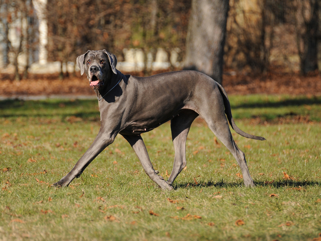 dog niemiecki błękitny