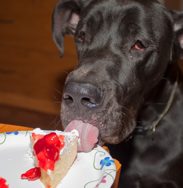 Dog niemiecki oblizujący bitą śmietanę z ciasta Dog niemiecki oblizujący bitą śmietanę z ciasta
