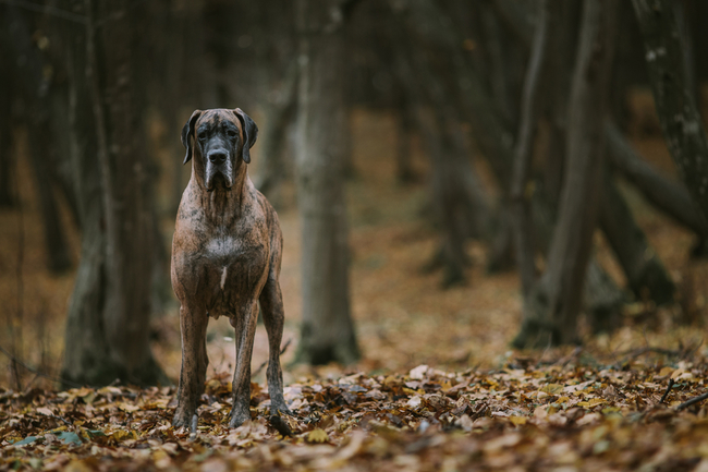 dog niemiecki pręgowany