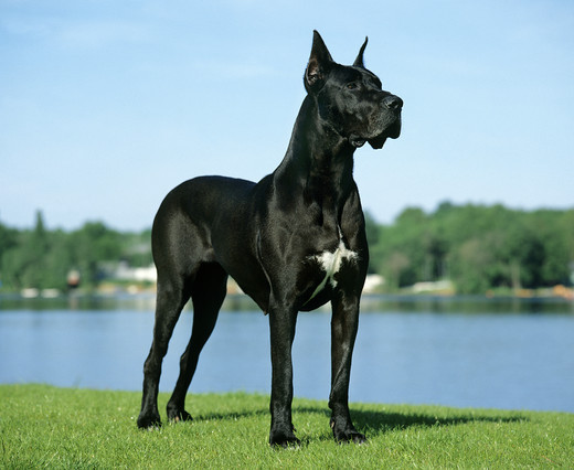 Dog niemiecki stojący bokiem, elegancka sylwetka olbrzymiego psa
