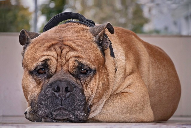 rasy psów agresywnych dog z majorki