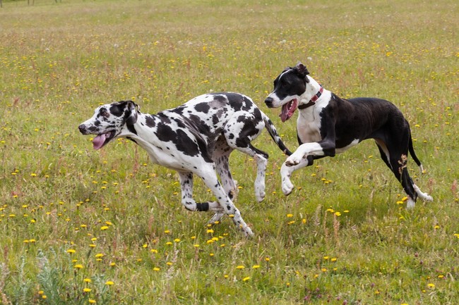 Dogi niemieckie Biegające dogi niemieckie