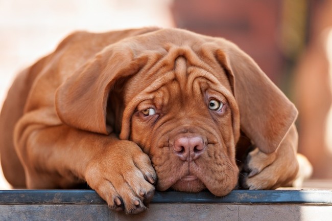 Dogue de Bordeaux słodki szczeniak Dogue de Bordeaux słodki szczeniak