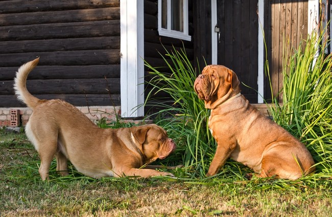 dwa psy dogue de Bordeaux dwa psy dogue de Bordeaux