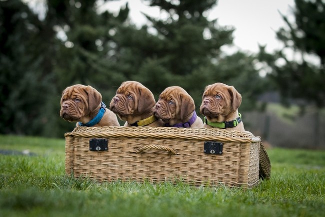 szczeniaki Dogue de Bordeaux zanim kupisz szczeniaka Dogue de Bordeaux