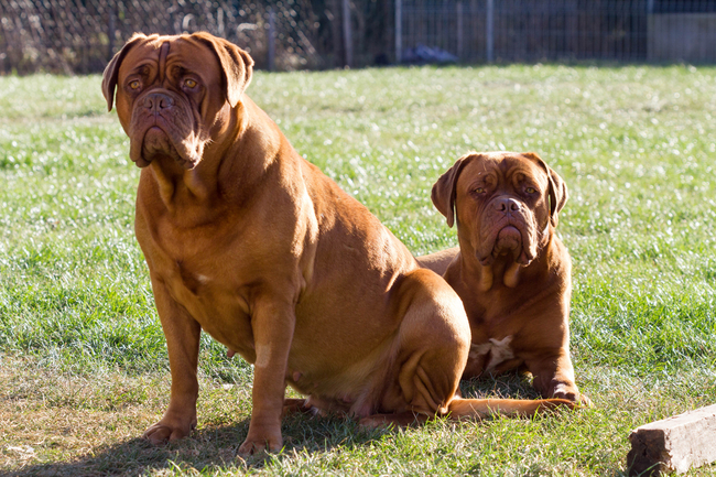 francuskie psy Dogue de Bordeaux francuskie psy do towarzystwa owczarki i inne