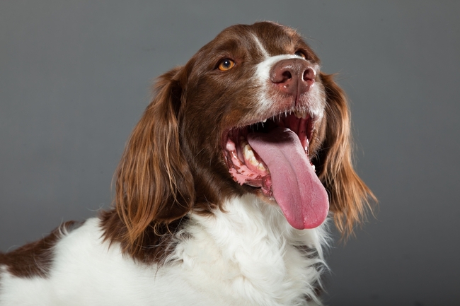 Dutch Partridge Dog