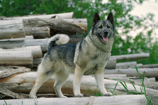 Pies rasy Elkhound szary