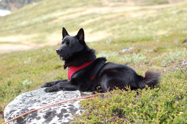 psy na literę e elkhund czarny