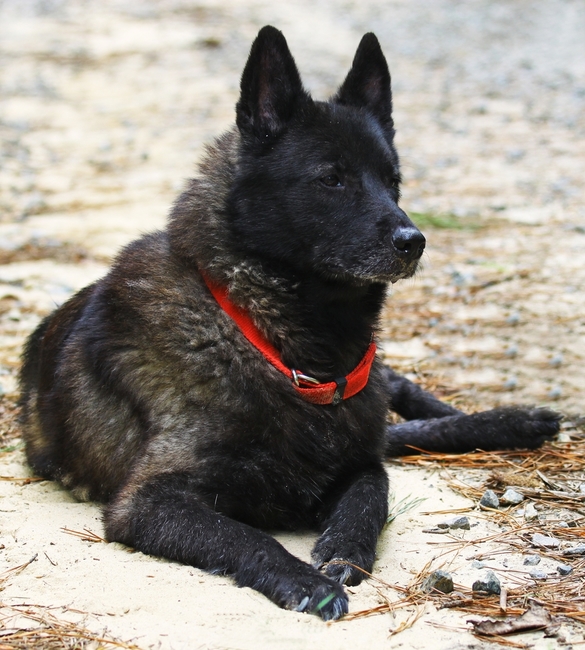Pies Elkhund czarny