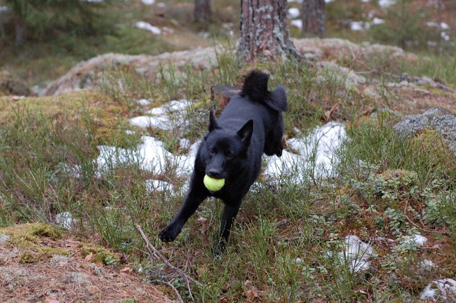 Elkhund czarny (Norsk Elghund Sort)