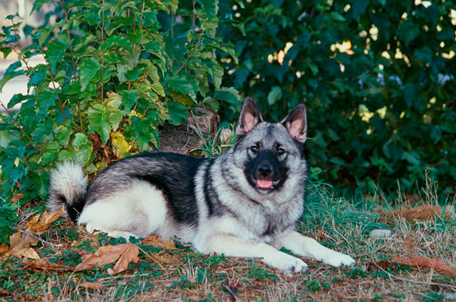 Rasa psa Elkhund szary (Norwegian Elkhound Grey) leżący pod drzewem