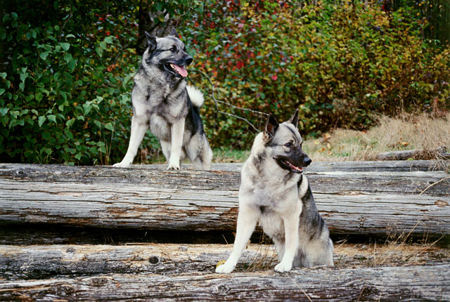 Psy Elkhund szary na spacerze w lesie