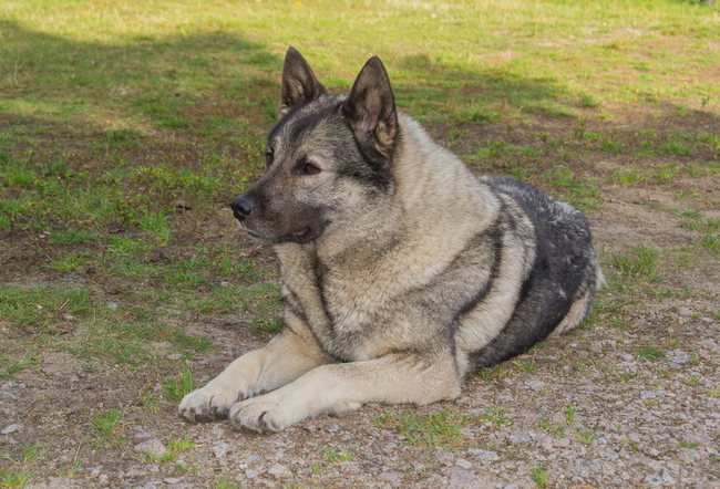 Pies rasy Elkhund szary