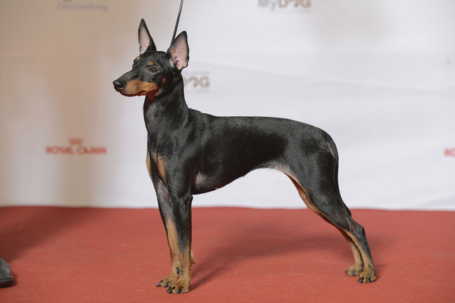 english toy terrier (angielski toy terrier)