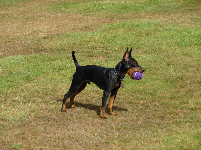 Pies rasy Angielki Toy Terrier