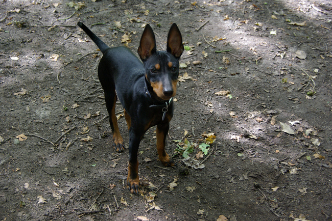 Pies rasy Angielski Toy Terrier (Black and Tan Toy Terrier)