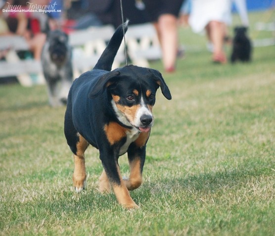 Pies Entlebucher na wystawie psów rasowych