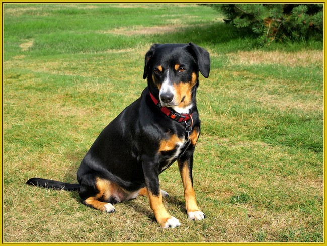 rasy psów na e to psy entlebucher 