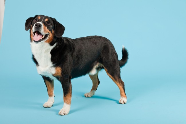 Pies ze Szwajcarii Entlebucher