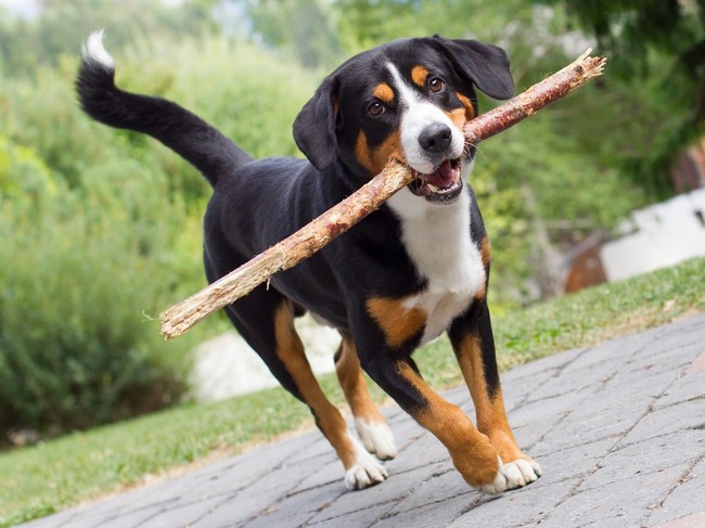Rasy szwajcarskich psów pasterskich entlebucher