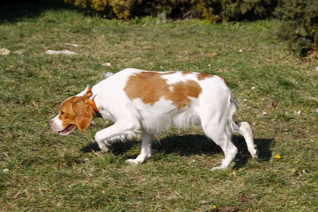 Brittany spaniel podczas pracy w polu
