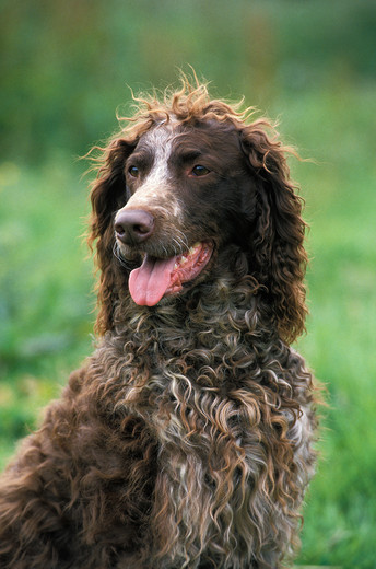 spaniel Epagneul de Pont-Audemer