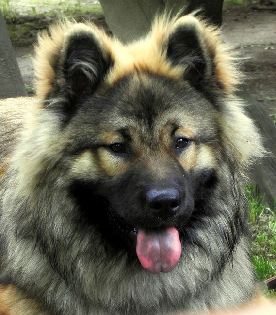 Historia psa rasy Eurasier
