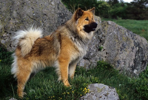 Rasa psów Eurasier Rasa psów Eurasier