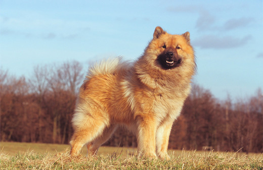 Pies Eurasier Pies rasy Eurasier