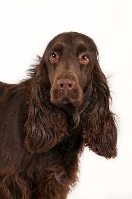 Pies rasy Field spaniel
