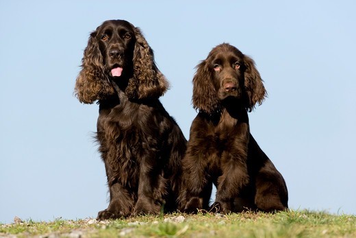 długowłose rasy psów field spaniel długowłose rasy psów field spaniel