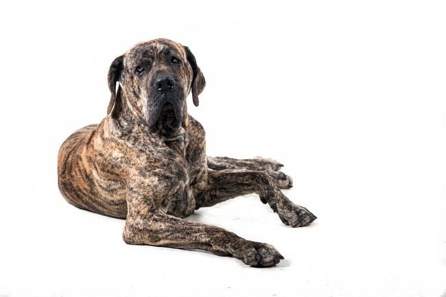 Molos Fila brasileiro