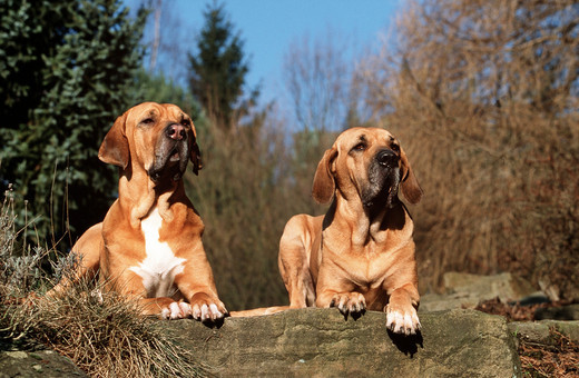 Psy Fila brasileiro