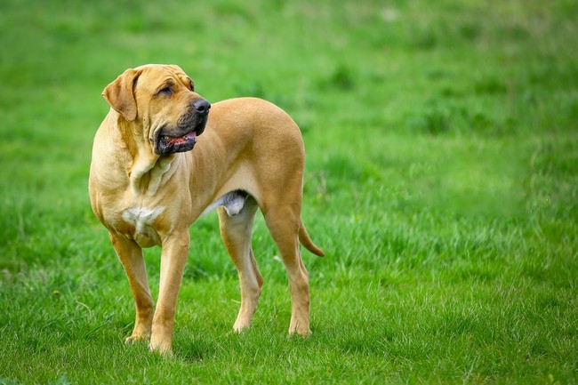 rasa psa fila brasileiro