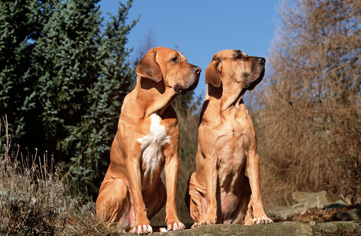 Fila brasileiro, brazylijski molos
