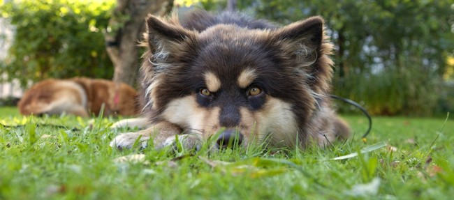 Pies Fiński Lapphund Pies Fiński Lapphund leżący w ogrodzie