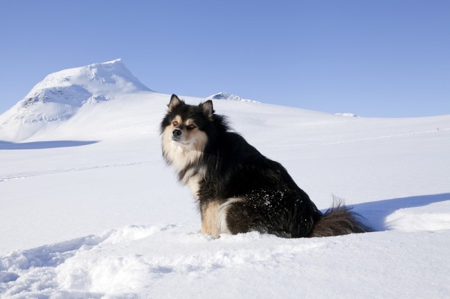 Pies Fiński Lapphund Rasa psów Fiński Lapphund siedzący na śniegu
