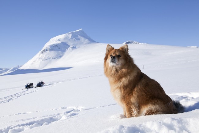 Suczka rasy Fiński lapphund Fińska rasa psa Fiński lapphund