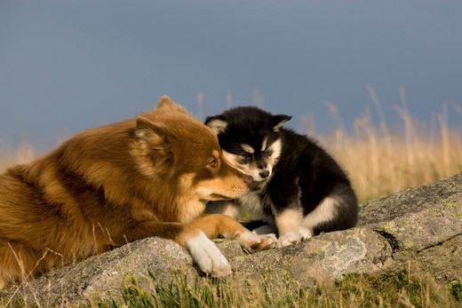Rasa psa Fiński Lapphund (Lapinkoira) Suka z młodym psem rasy Fiński Lapphund
