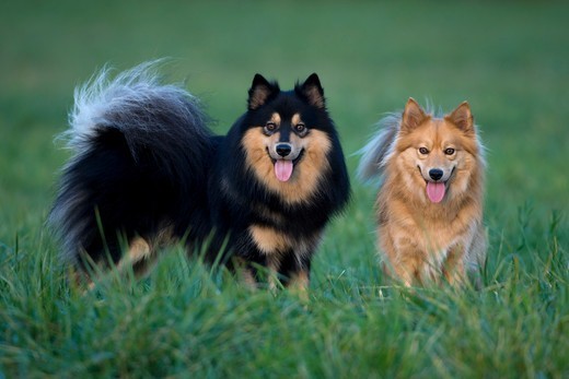 Psy rasy Fiński lapphund