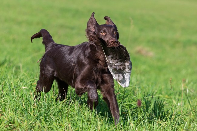 Szczeniak flat coated retrievera aportujący gęsie skrzydło