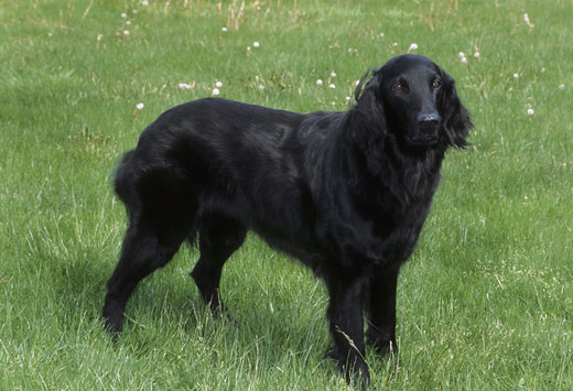 Wesoły flat coated retriever patrzący na opiekuna