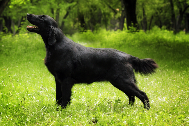 psy z grupy retriever Flat Coated retriever