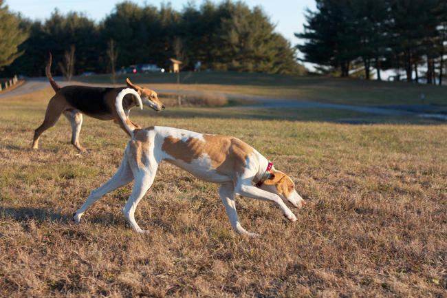 foxhound amerykański na spacerze
