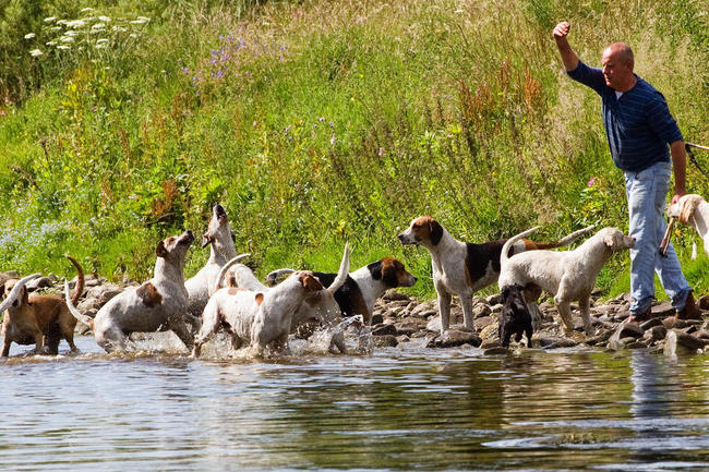 Grupa psów gończych rasy Foxhound angielski
