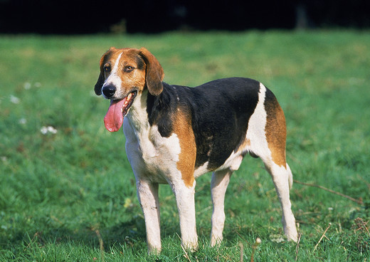 Foxhound angielski w trójbarwnym umaszczeniu